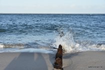 20161029_162723_dsc_3656_andre