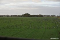 20161030_090800_dsc_3778_andre