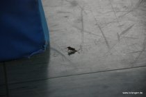 20190406_114318_dsc_3791